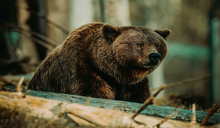 Bear Encounter While Hiking