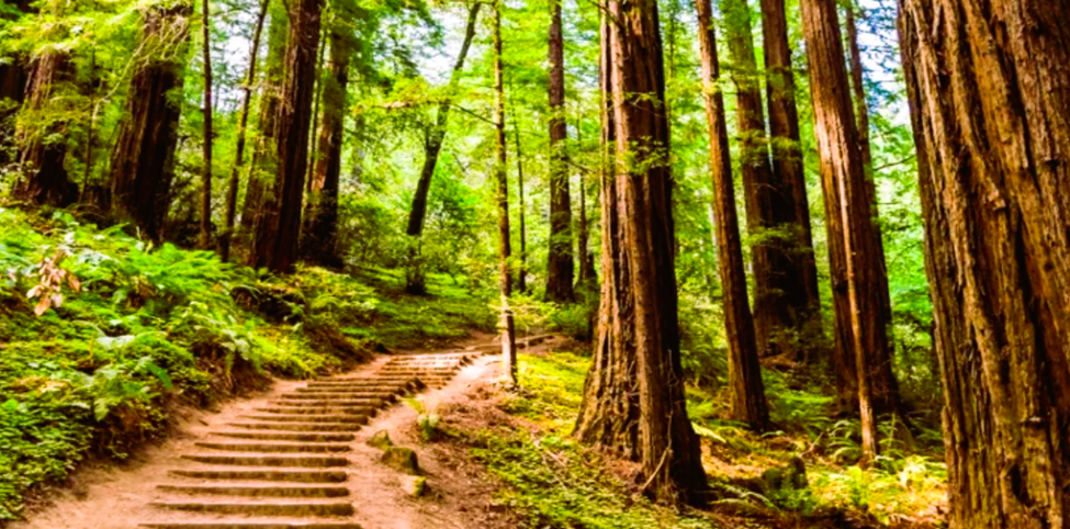beginner hiking trails