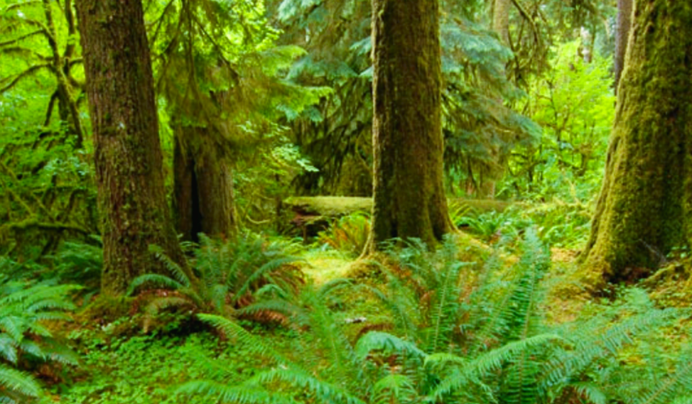 beginner hiking trails