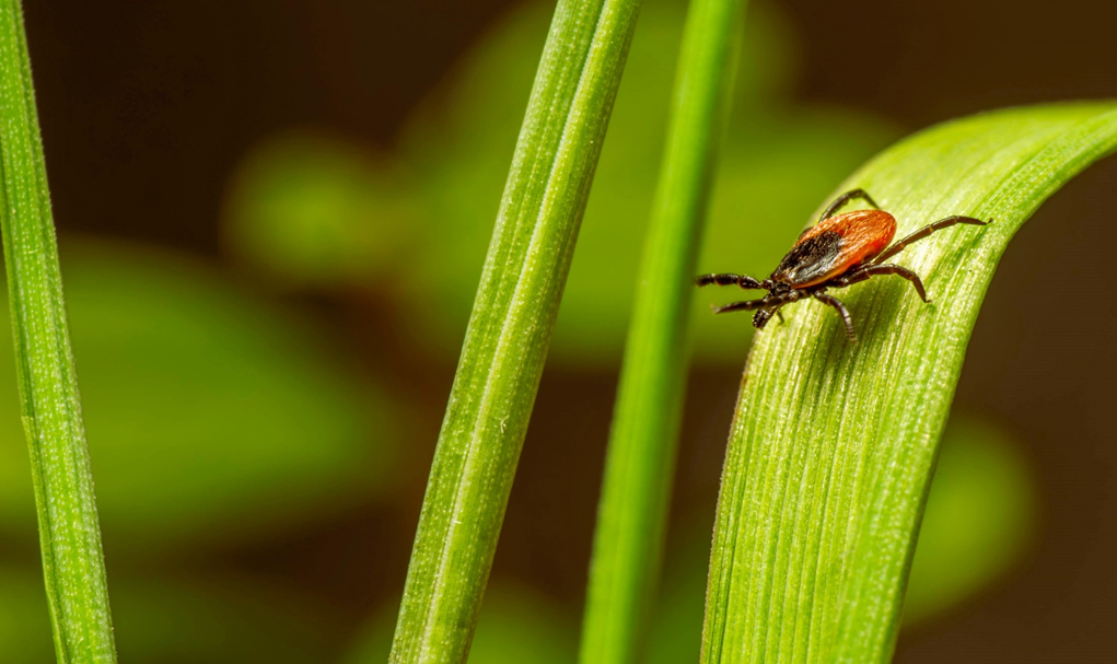 ticks while hiking
