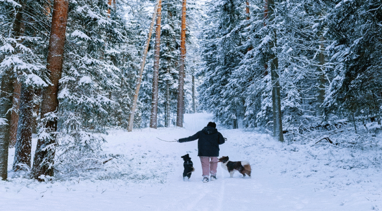 off-leash dogs