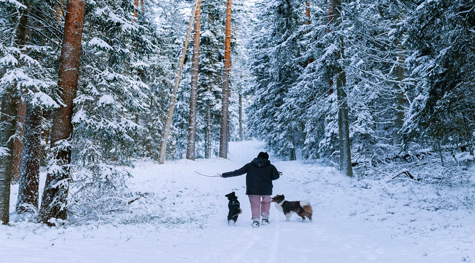 off-leash dogs