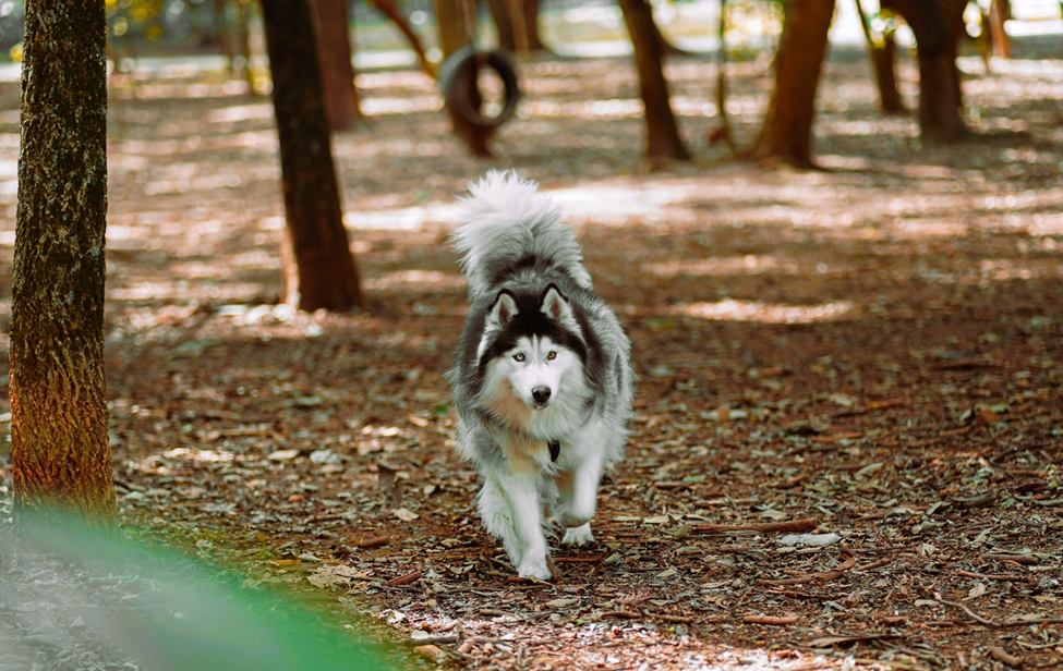 off-leash dogs