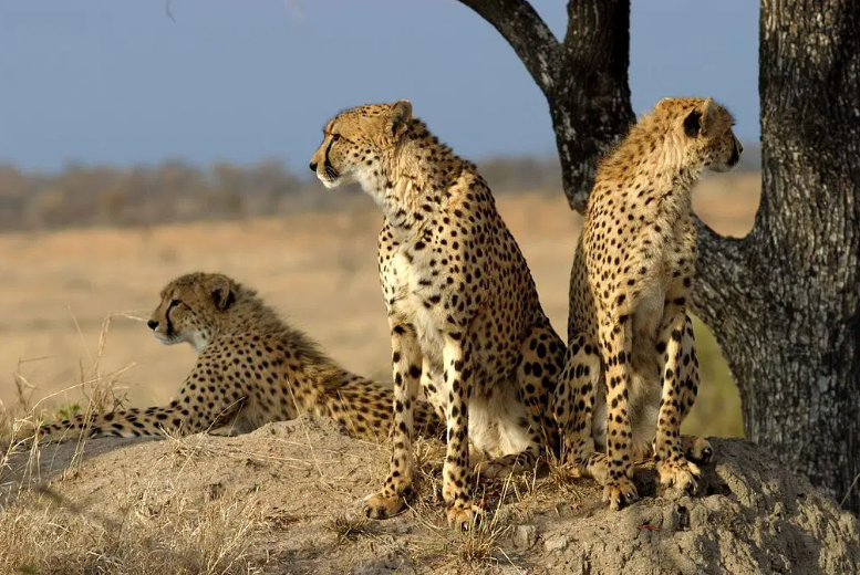 wildlife in Serengeti National Park