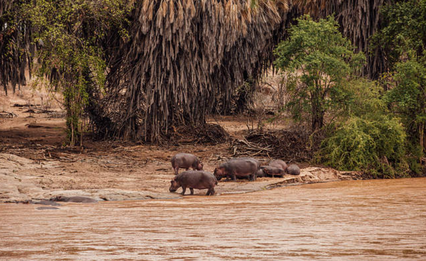 wildlife in Serengeti National Park