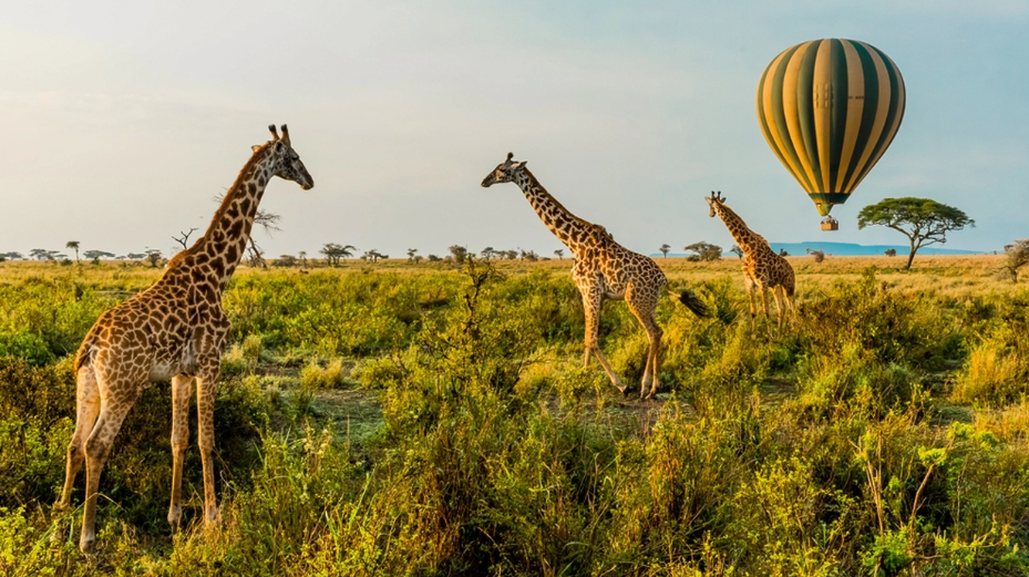 Best Time to Visit the Masai Mara