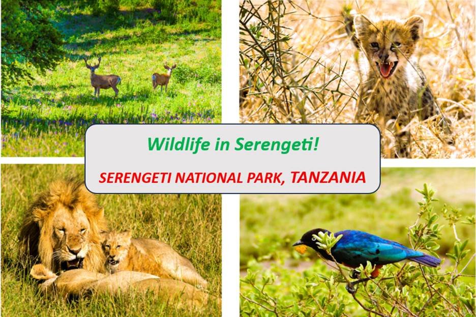 wildlife in Serengeti National Park