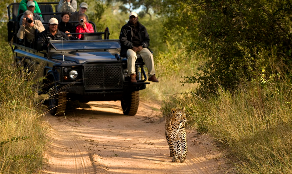 Guided tours in Kruger National Park