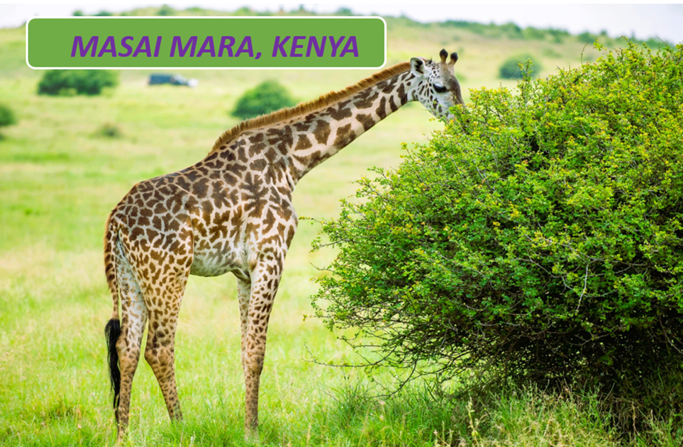 Best Time to Visit the Masai Mara