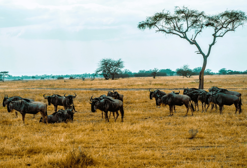 Best Time to Visit the Masai Mara
