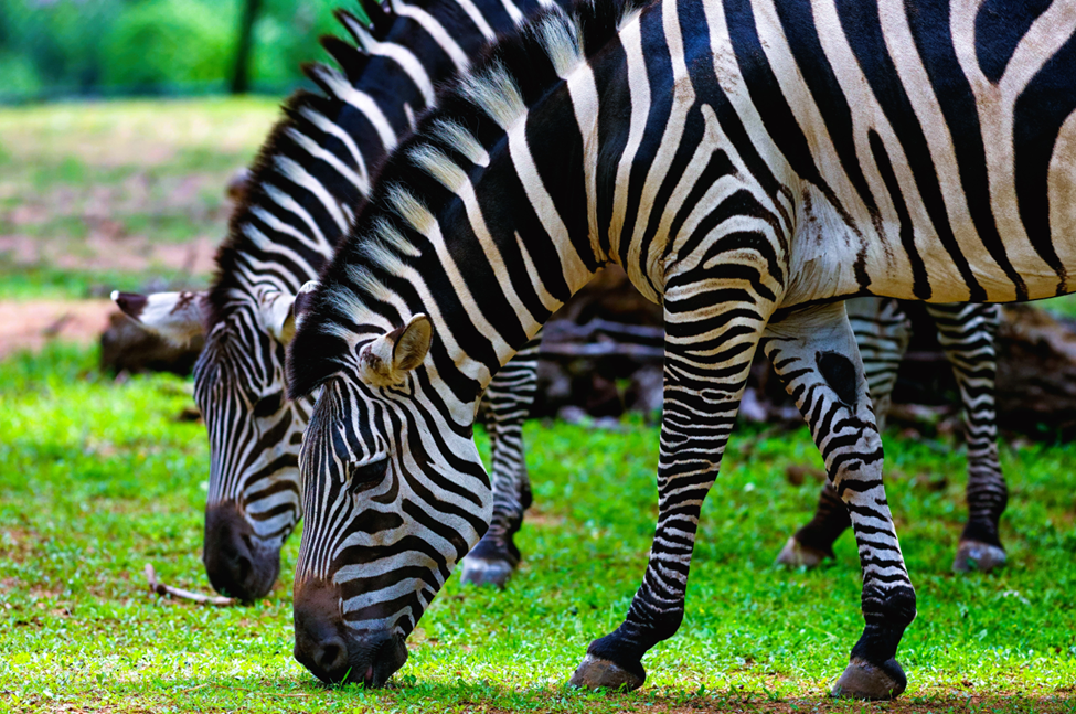 Best Time to Visit the Masai Mara