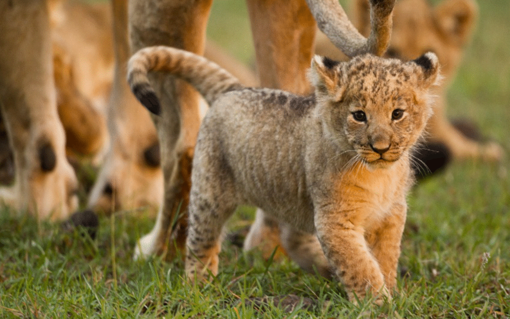 Best Time to Visit the Masai Mara