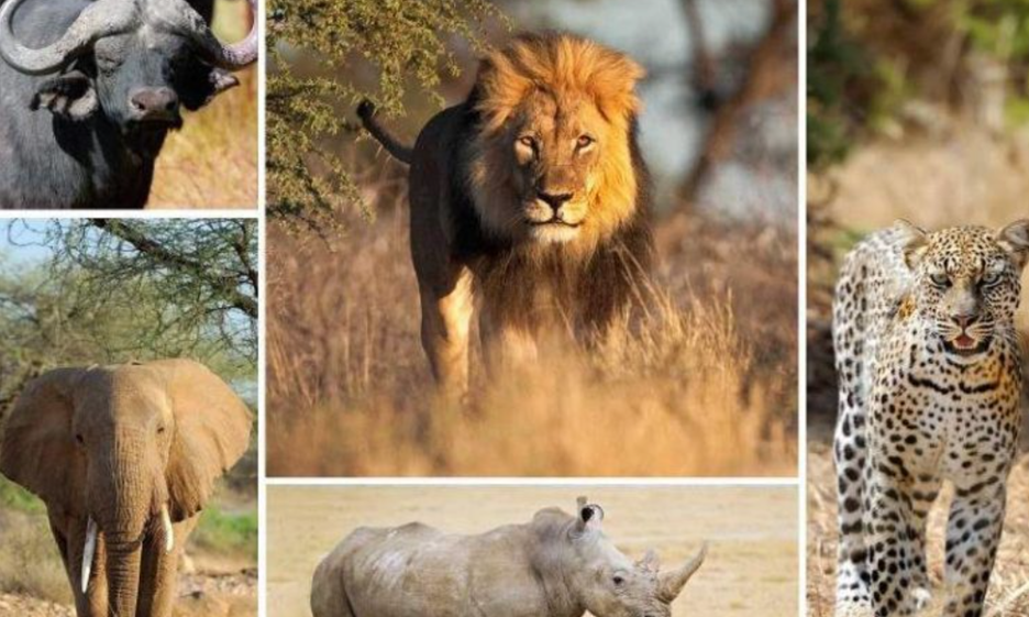 wildlife in Masai Mara