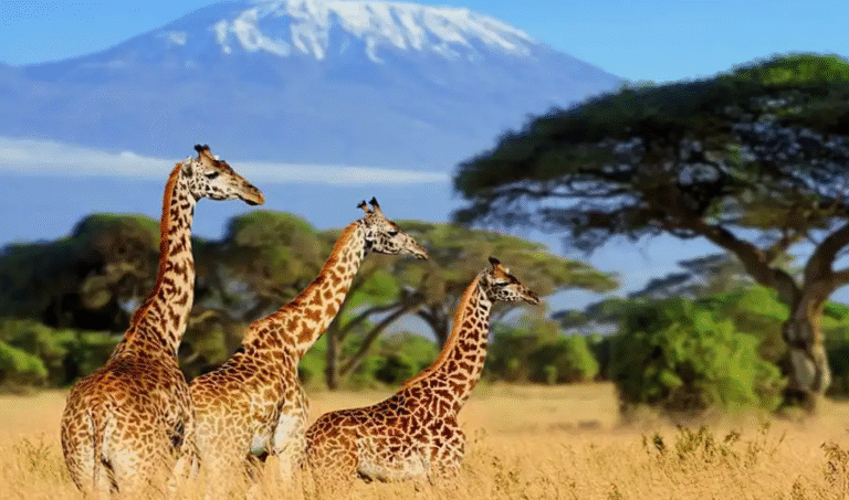 best time to go on a luxury African safari