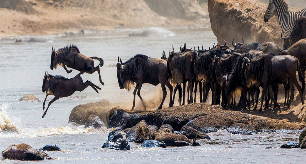 best time to go on a luxury African safari