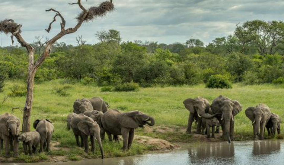 best time to go on a luxury African safari