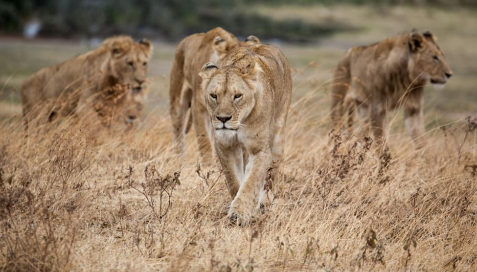 Kruger National Park