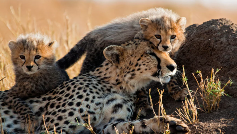 best time to go on a luxury African safari