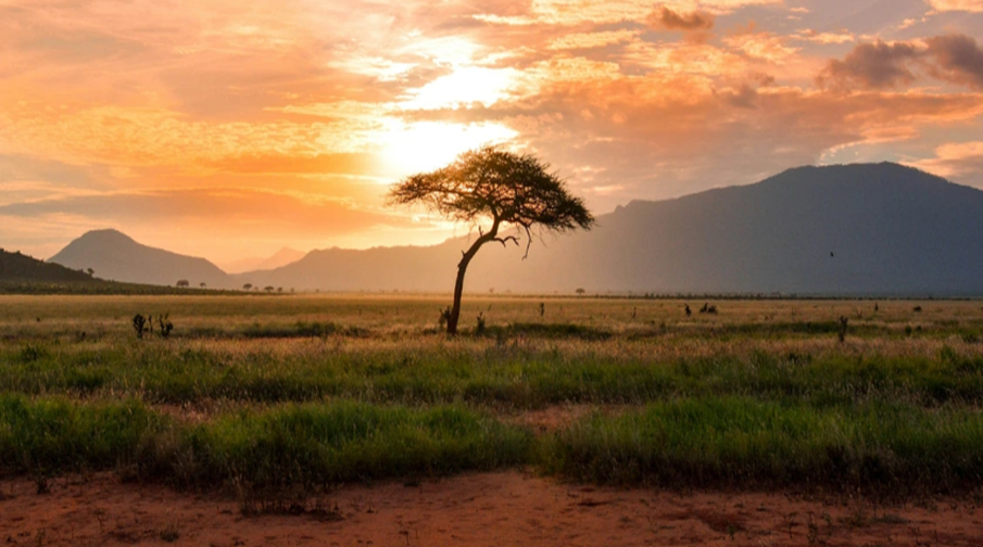 Luxury African Safari