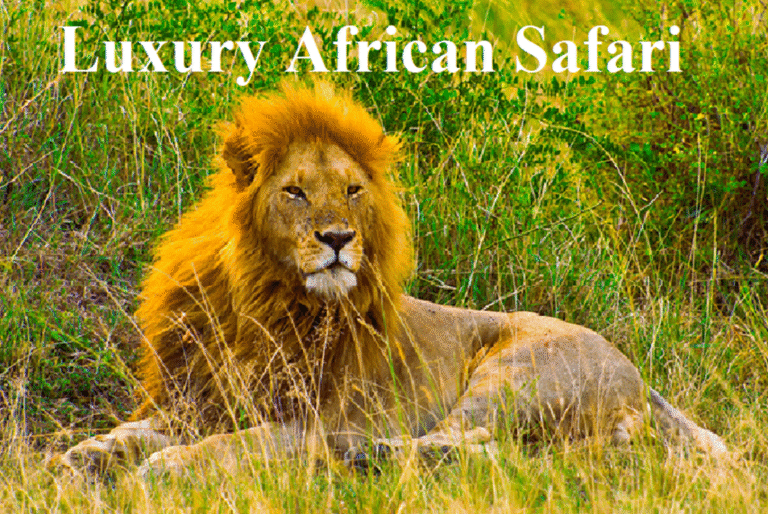 Luxury African Safari