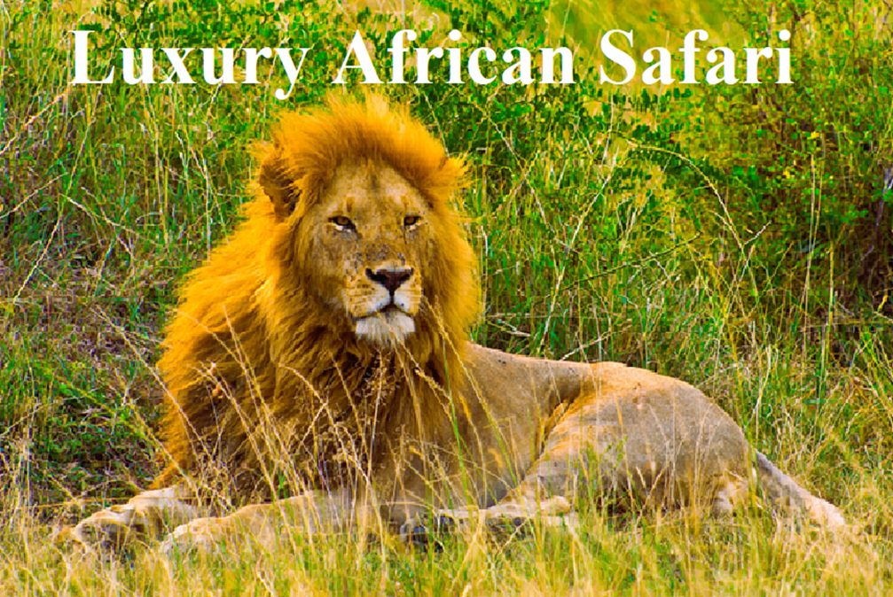 Luxury African Safari