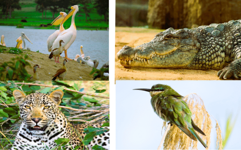 luxury African safari