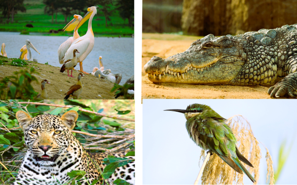 luxury African safari