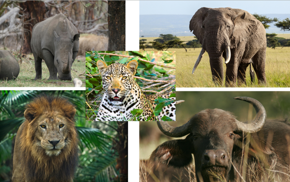 luxury African safari