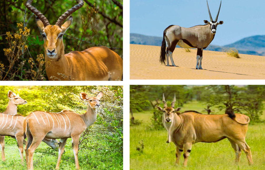 luxury African safari