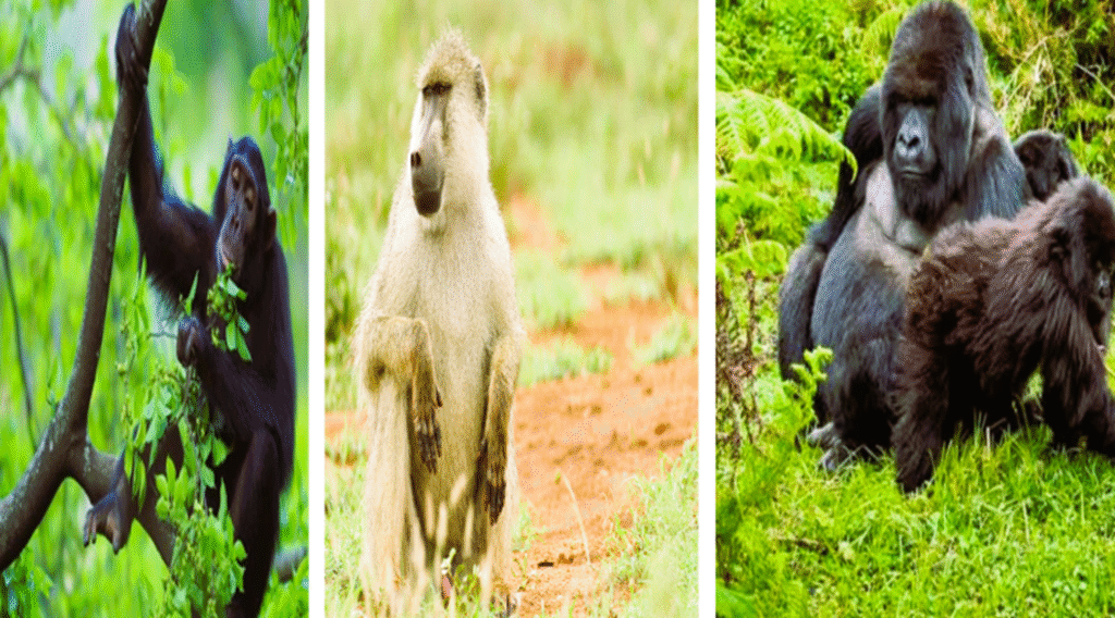 luxury African safari