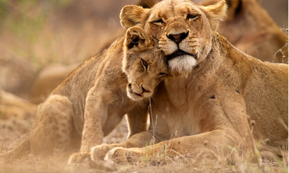 Kruger National Park