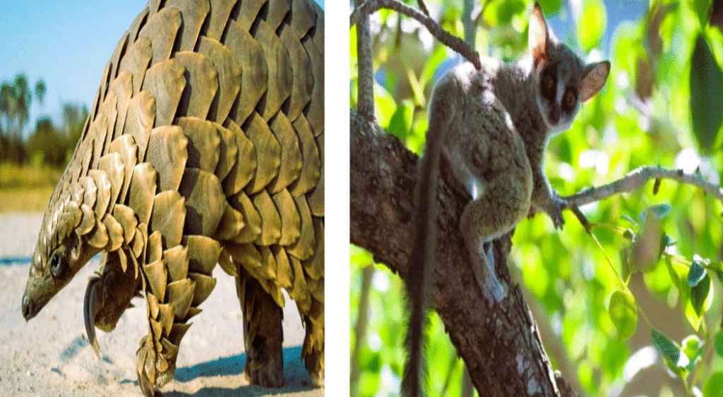 luxury African safari