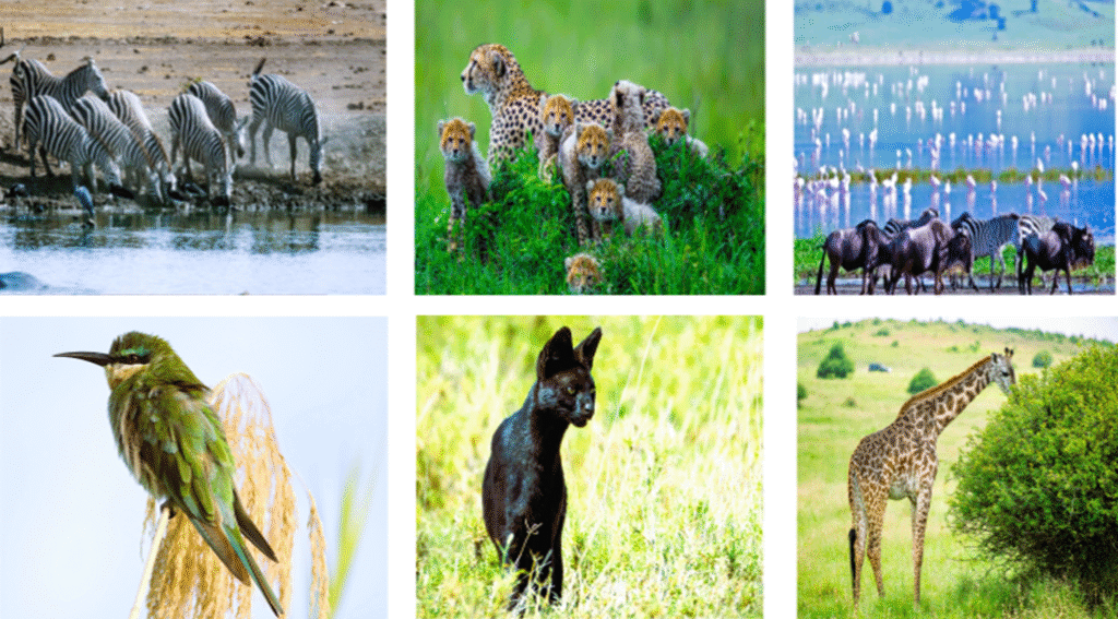luxury African safari