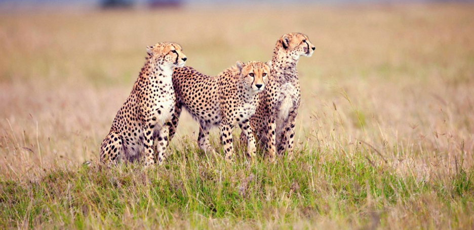  best time to visit Serengeti National Park