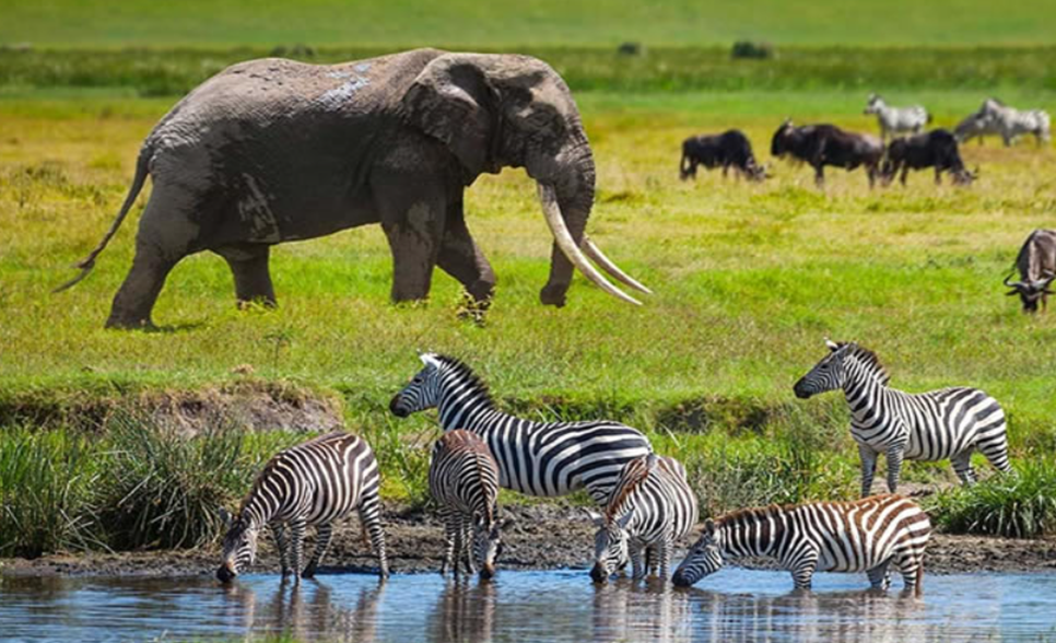  Serengeti National Park