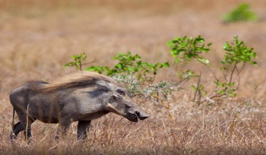 wildlife in Serengeti National Park