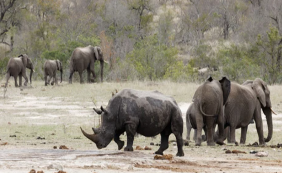 wildlife in Serengeti National Park