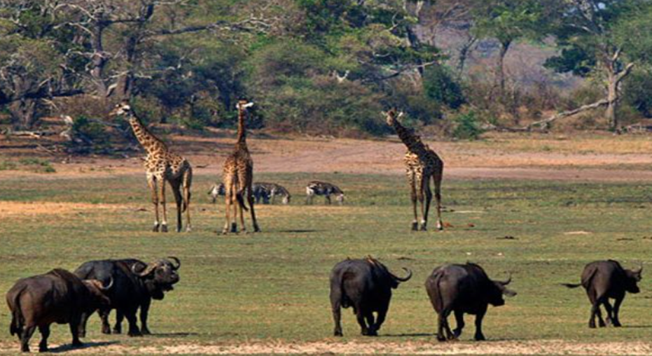 wildlife in Serengeti National Park