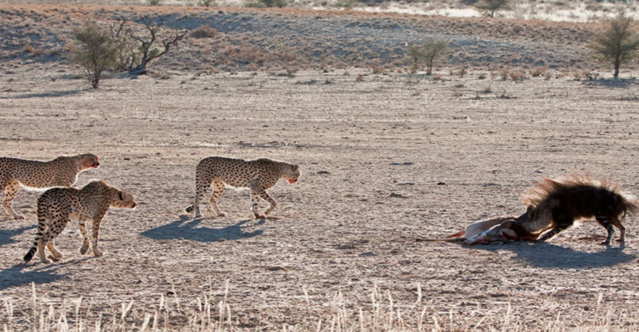 wildlife in Serengeti National Park