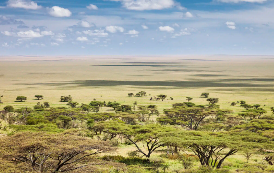 wildlife in Serengeti National Park