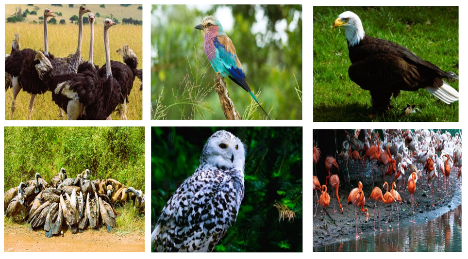 wildlife in Serengeti National Park