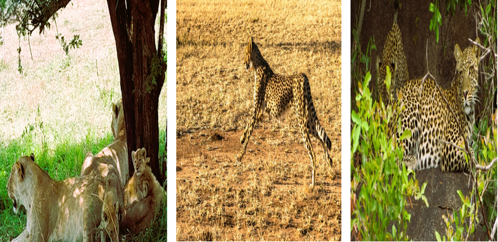 wildlife in Serengeti National Park