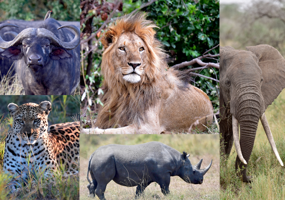 wildlife in Serengeti National Park