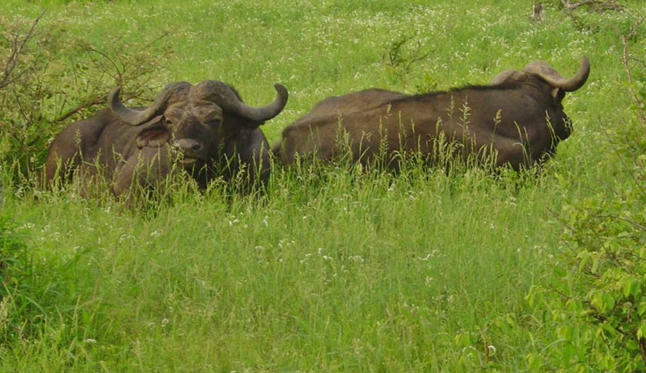 Kruger National Park