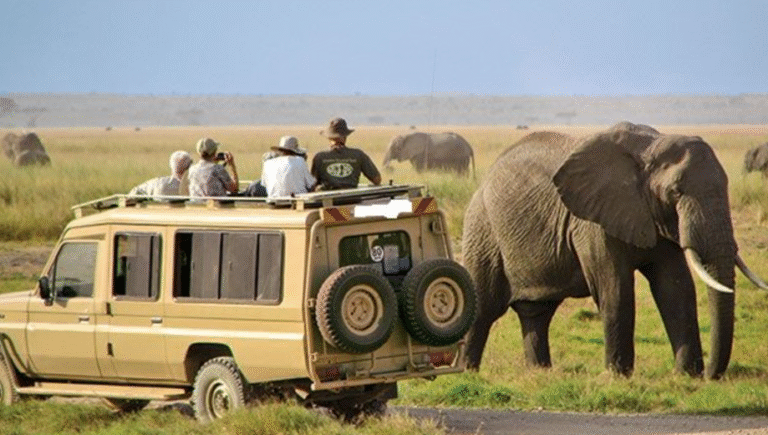 Serengeti guided tours