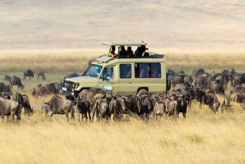 Serengeti guided tours
