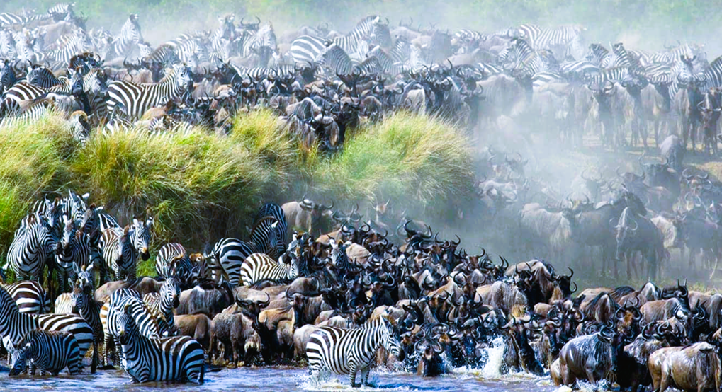 Great Migration in the Serengeti
