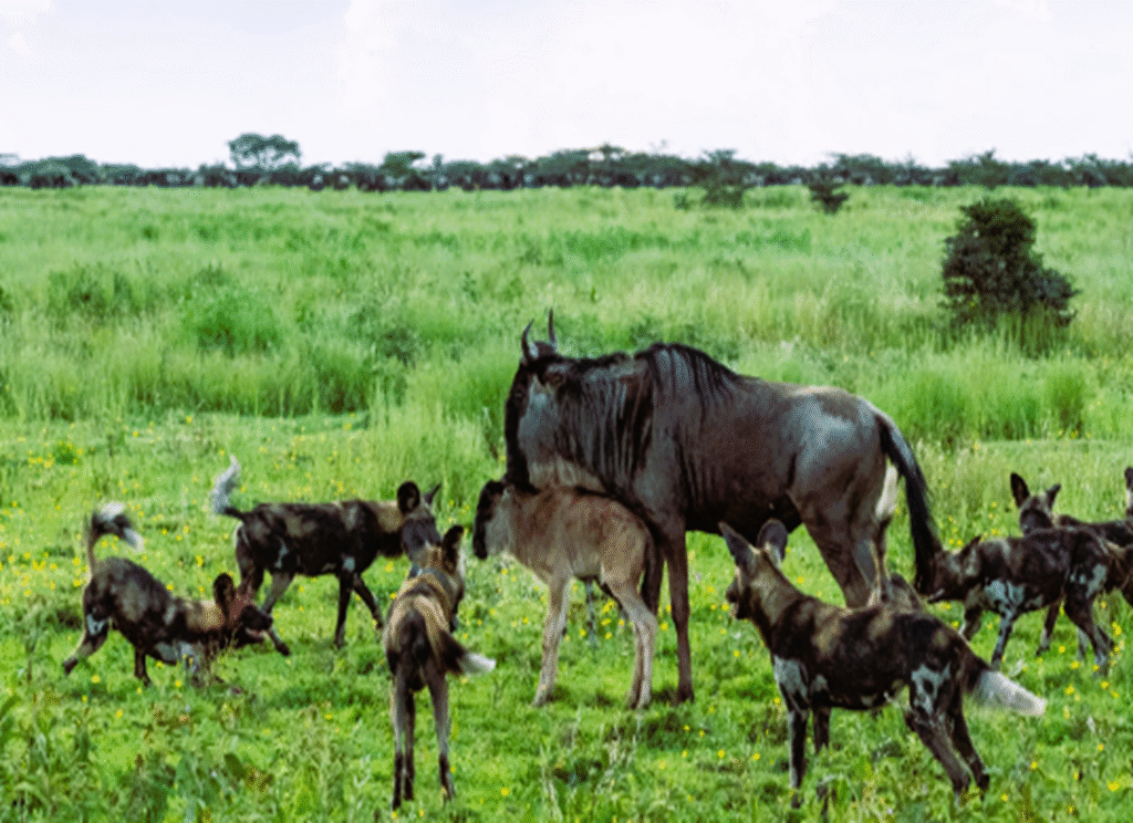 Great Migration in the Serengeti