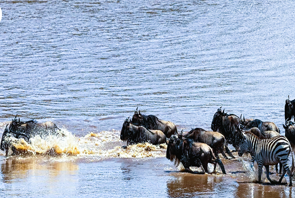 Great Migration in the Serengeti