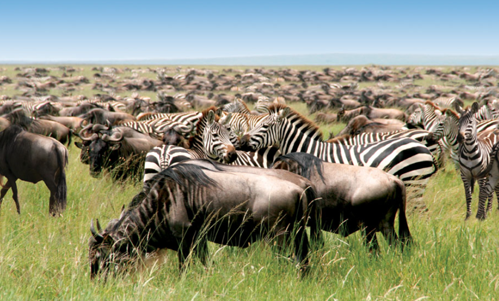 wildlife in Serengeti National Park